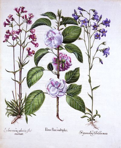 Double Flowered Apple, German Catch-Fly and a Bellflower, from Hortus Eystettensis by German School